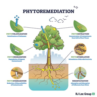 PhytoremediationSM